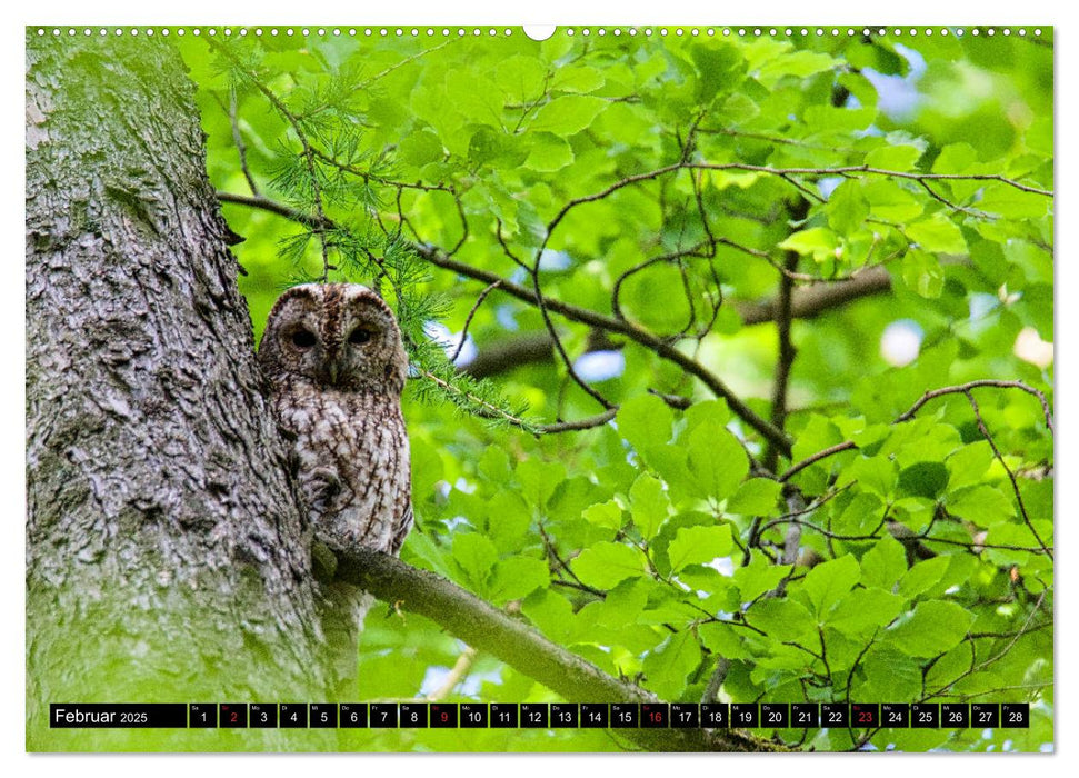 Strix aluco ... der Waldkauz (CALVENDO Wandkalender 2025)