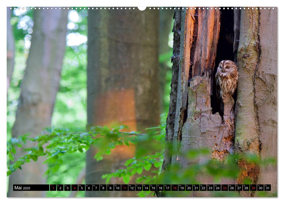 Strix aluco ... der Waldkauz (CALVENDO Wandkalender 2025)