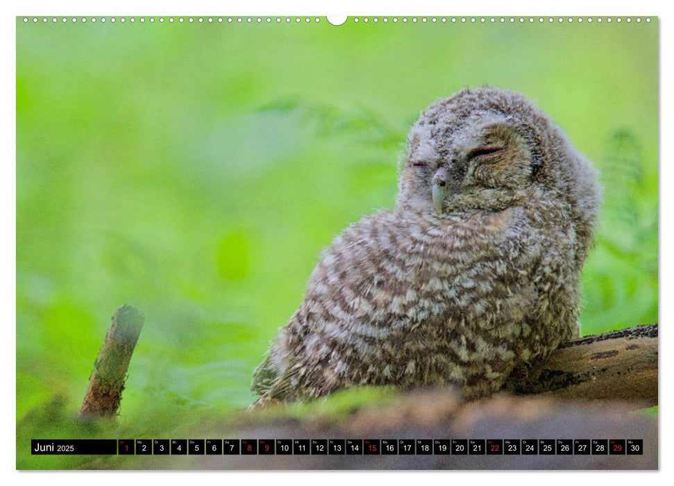 Strix aluco ... der Waldkauz (CALVENDO Wandkalender 2025)