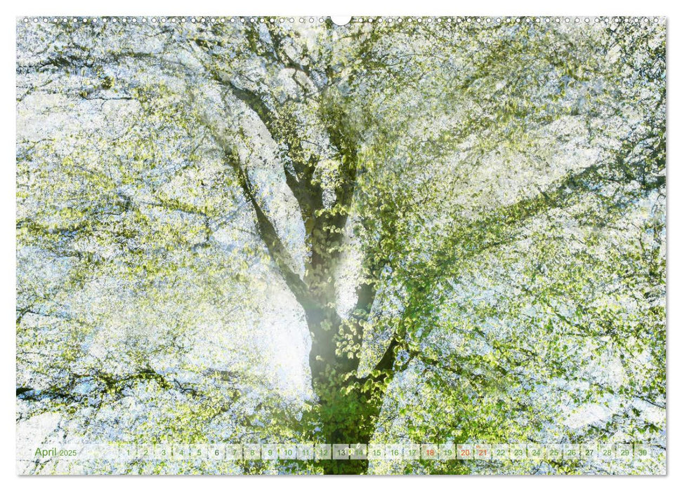 Vielfalt der Bäume - variety of trees (CALVENDO Premium Wandkalender 2025)