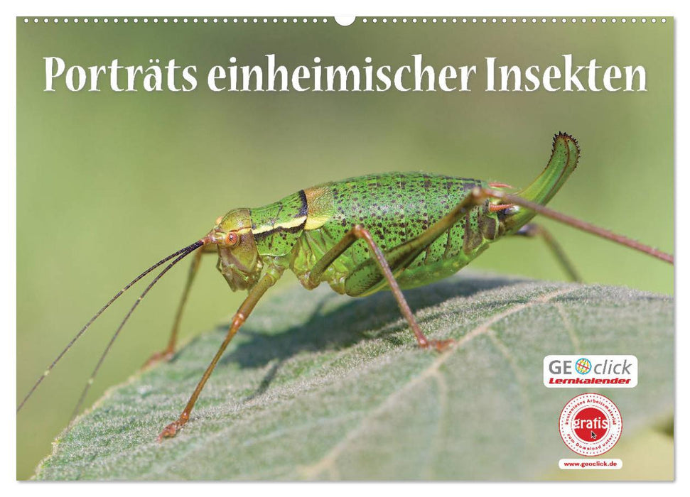 GEOclick Lernkalender: Porträts einheimischer Insekten (CALVENDO Wandkalender 2025)