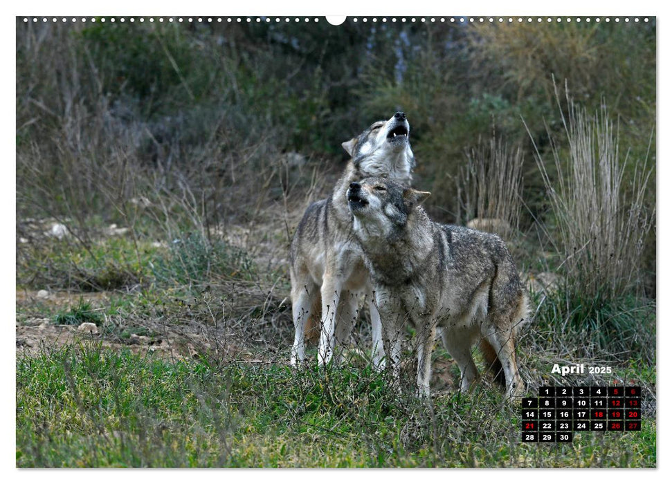 Willkommen Wolf (CALVENDO Premium Wandkalender 2025)