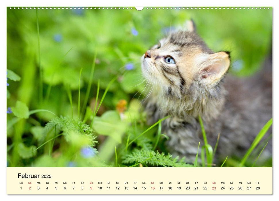 Putzige Katzenkinder. Drollige Kätzchen entdecken die Welt! (CALVENDO Premium Wandkalender 2025)