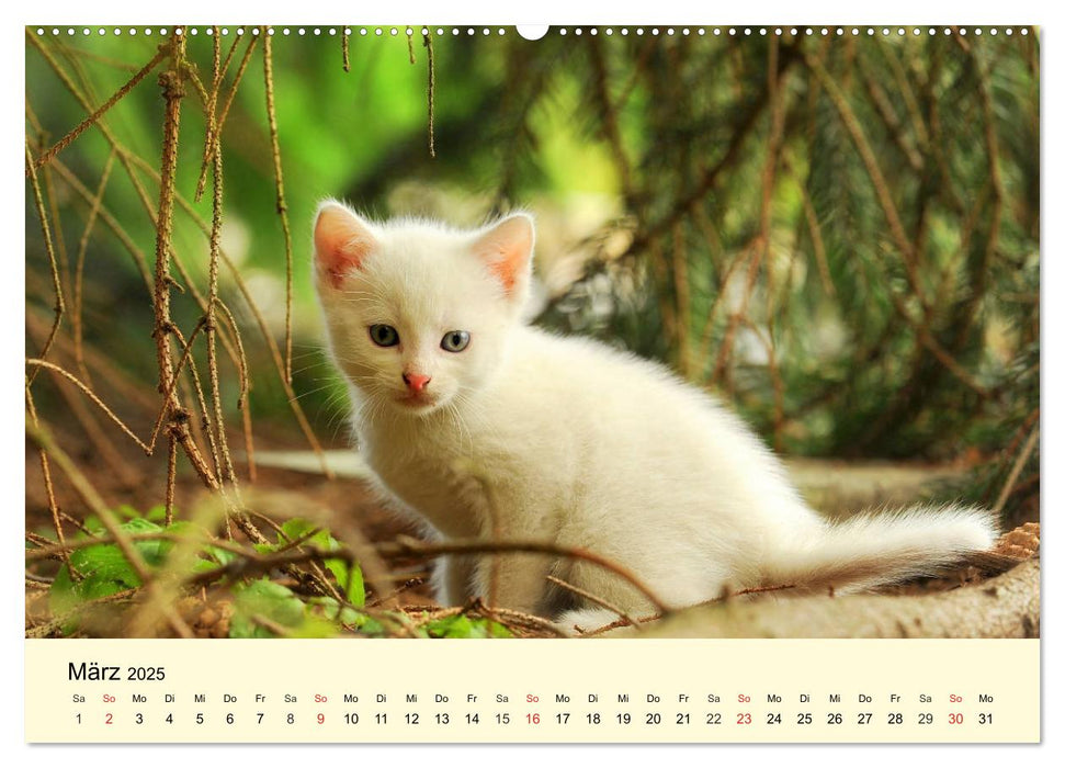 Putzige Katzenkinder. Drollige Kätzchen entdecken die Welt! (CALVENDO Premium Wandkalender 2025)