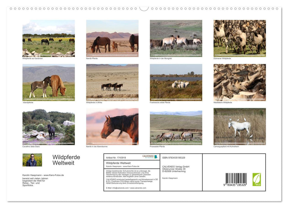 Wildpferde Weltweit (CALVENDO Premium Wandkalender 2025)