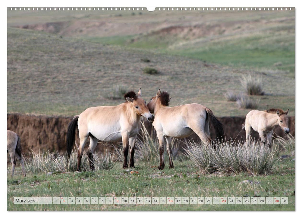 Wildpferde Weltweit (CALVENDO Premium Wandkalender 2025)