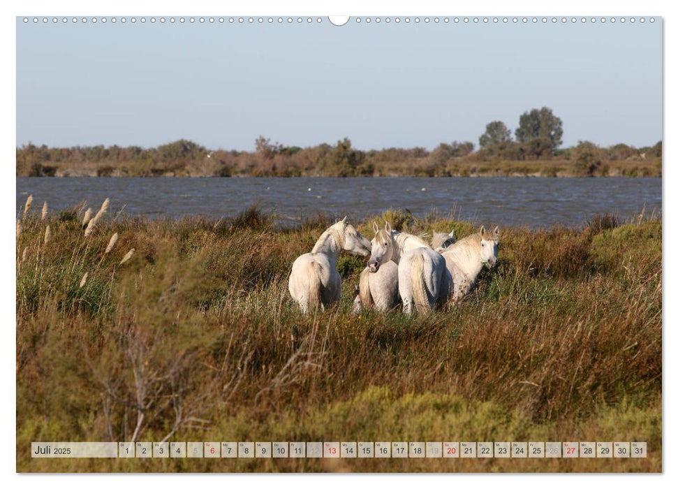 Wildpferde Weltweit (CALVENDO Premium Wandkalender 2025)