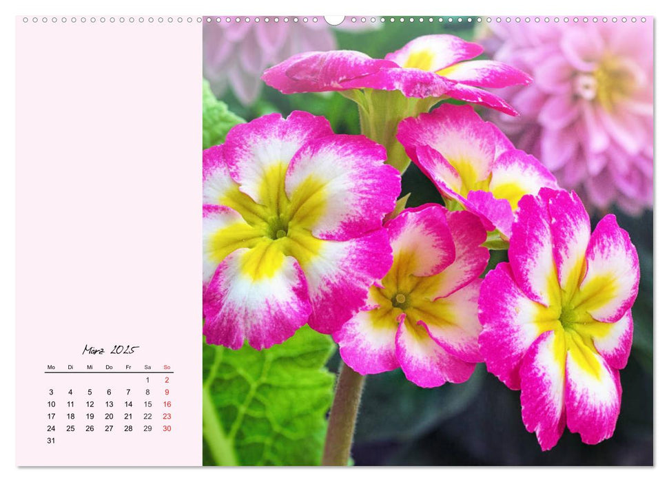 Duftiger Blumentraum und eleganter Blütenzauber! (CALVENDO Premium Wandkalender 2025)