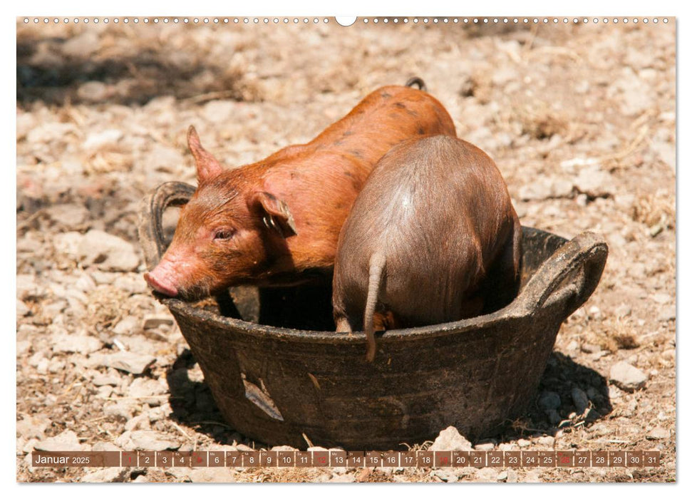 Glückliche Schweine Berkshire-Iberico Ferkel (CALVENDO Wandkalender 2025)