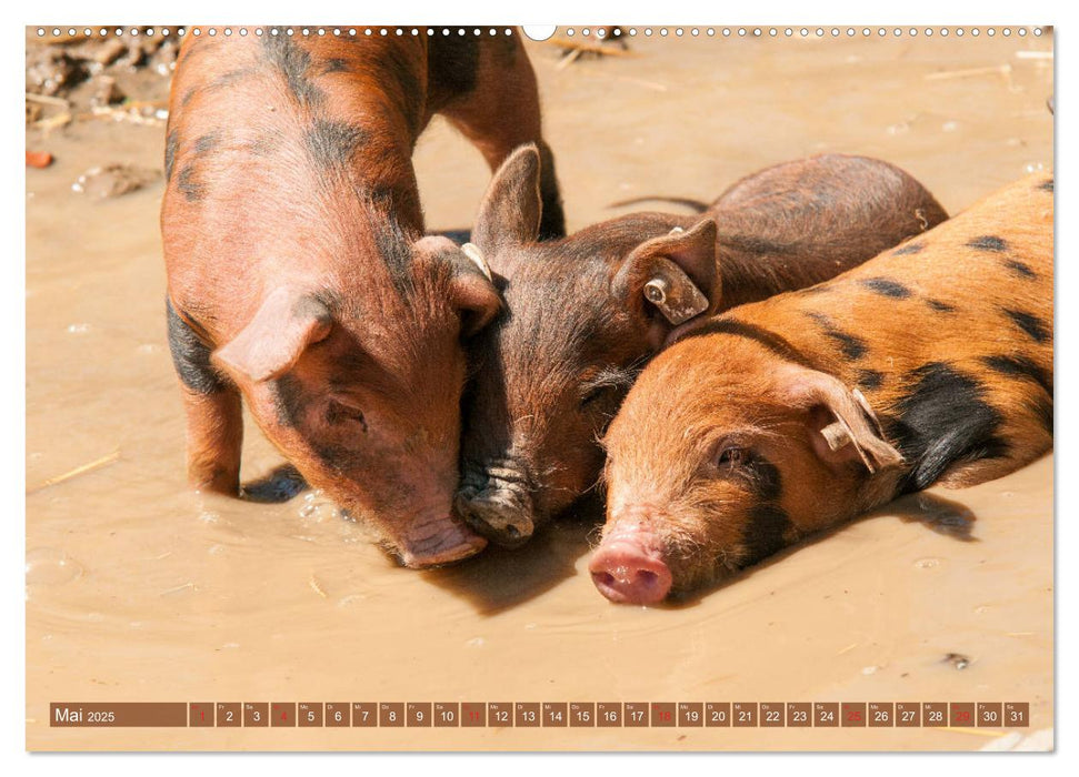 Glückliche Schweine Berkshire-Iberico Ferkel (CALVENDO Wandkalender 2025)