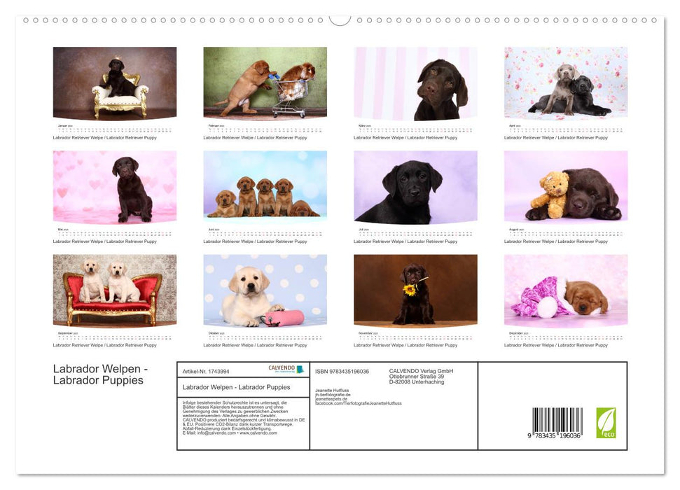 Labrador Welpen - Labrador Puppies (CALVENDO Premium Wandkalender 2025)