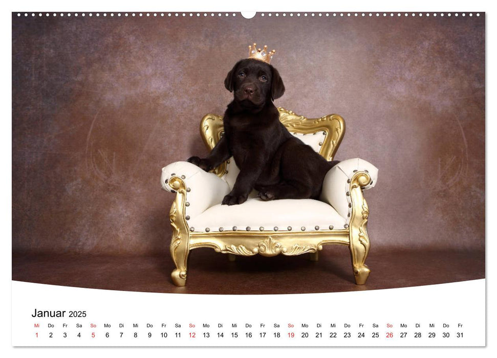 Labrador Welpen - Labrador Puppies (CALVENDO Premium Wandkalender 2025)