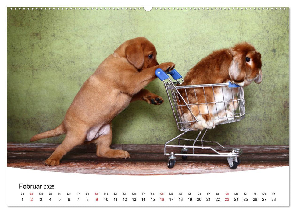 Labrador Welpen - Labrador Puppies (CALVENDO Premium Wandkalender 2025)