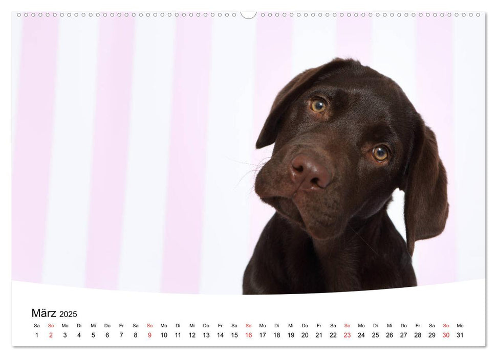 Labrador Welpen - Labrador Puppies (CALVENDO Premium Wandkalender 2025)