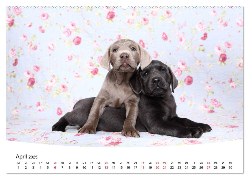 Labrador Welpen - Labrador Puppies (CALVENDO Premium Wandkalender 2025)