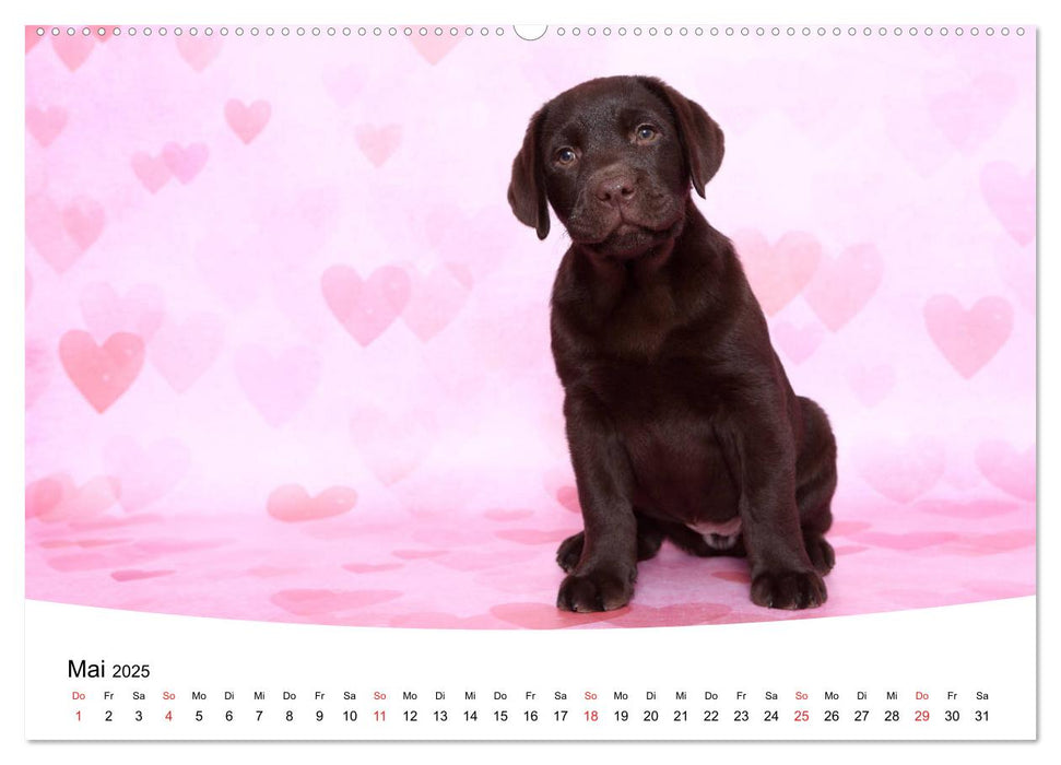 Labrador Welpen - Labrador Puppies (CALVENDO Premium Wandkalender 2025)