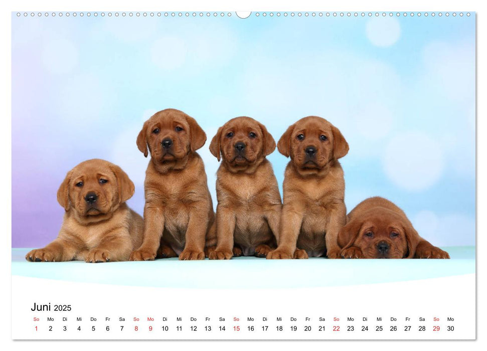 Labrador Welpen - Labrador Puppies (CALVENDO Premium Wandkalender 2025)