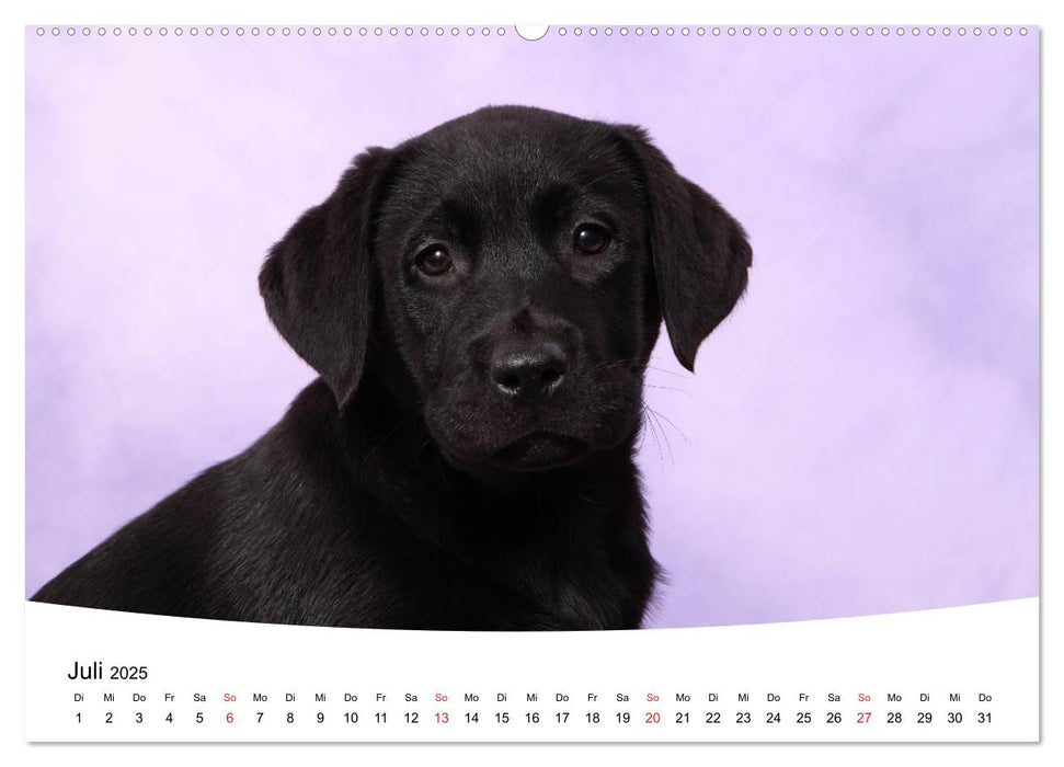 Labrador Welpen - Labrador Puppies (CALVENDO Premium Wandkalender 2025)