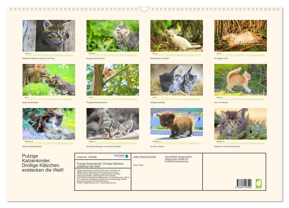 Putzige Katzenkinder. Drollige Kätzchen entdecken die Welt! (CALVENDO Wandkalender 2025)