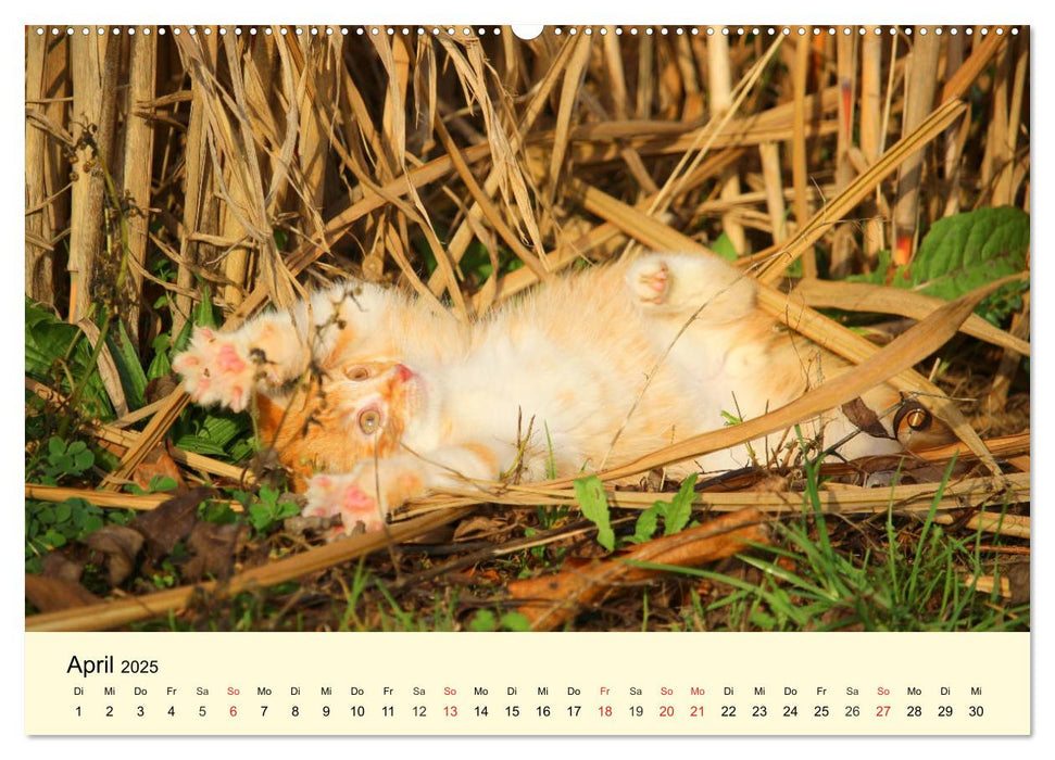 Putzige Katzenkinder. Drollige Kätzchen entdecken die Welt! (CALVENDO Wandkalender 2025)