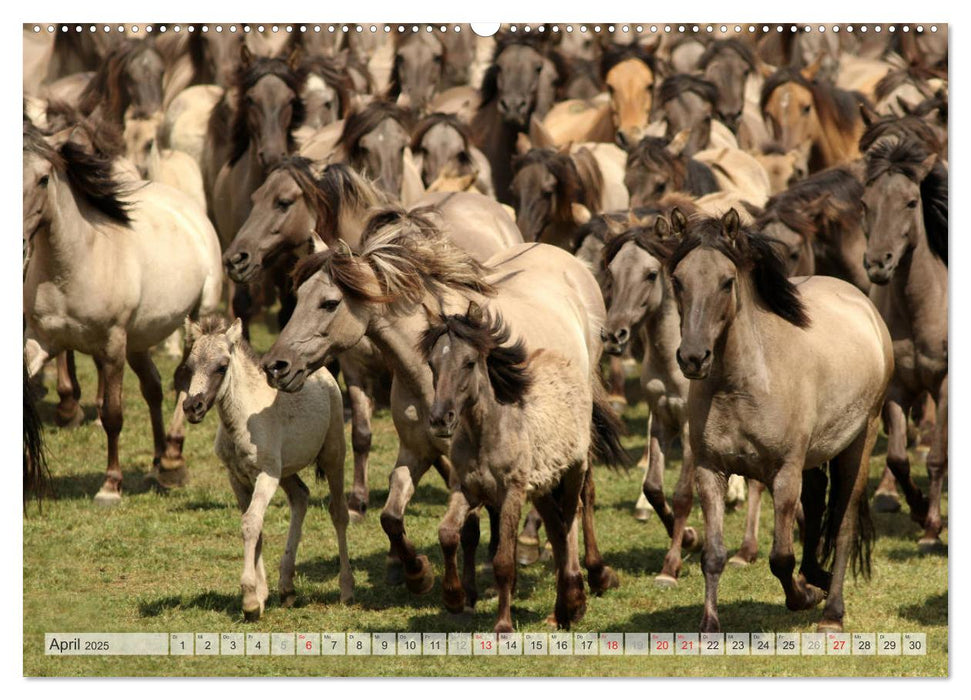 Wildpferde Weltweit (CALVENDO Wandkalender 2025)