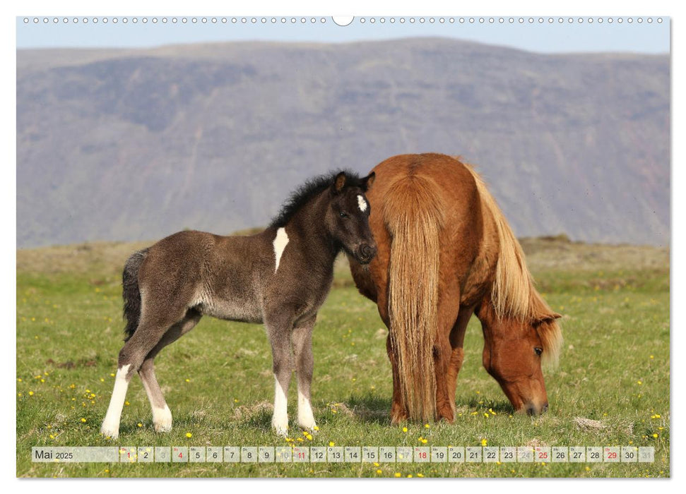 Wildpferde Weltweit (CALVENDO Wandkalender 2025)