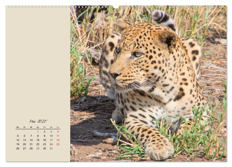 Leoparden. Geschmeidig, kräftig und klug (CALVENDO Premium Wandkalender 2025)