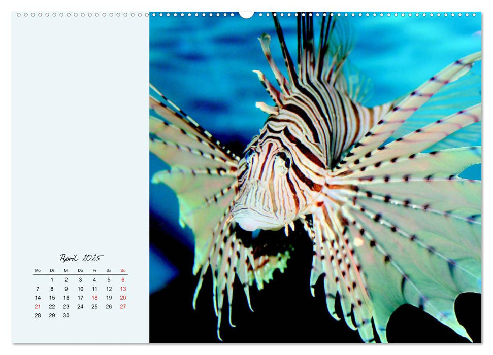 Salzwasseraquarium. Meeresfische im heimischen Wohnzimmer (CALVENDO Premium Wandkalender 2025)