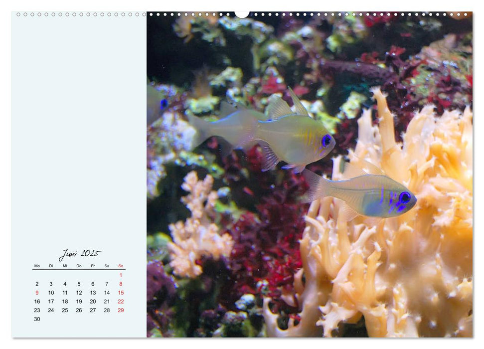 Salzwasseraquarium. Meeresfische im heimischen Wohnzimmer (CALVENDO Premium Wandkalender 2025)