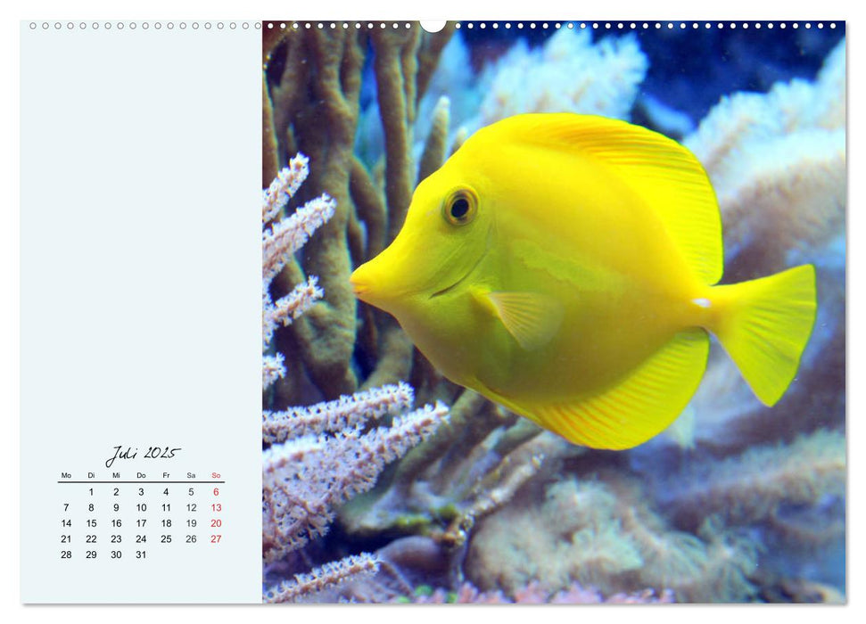 Salzwasseraquarium. Meeresfische im heimischen Wohnzimmer (CALVENDO Premium Wandkalender 2025)