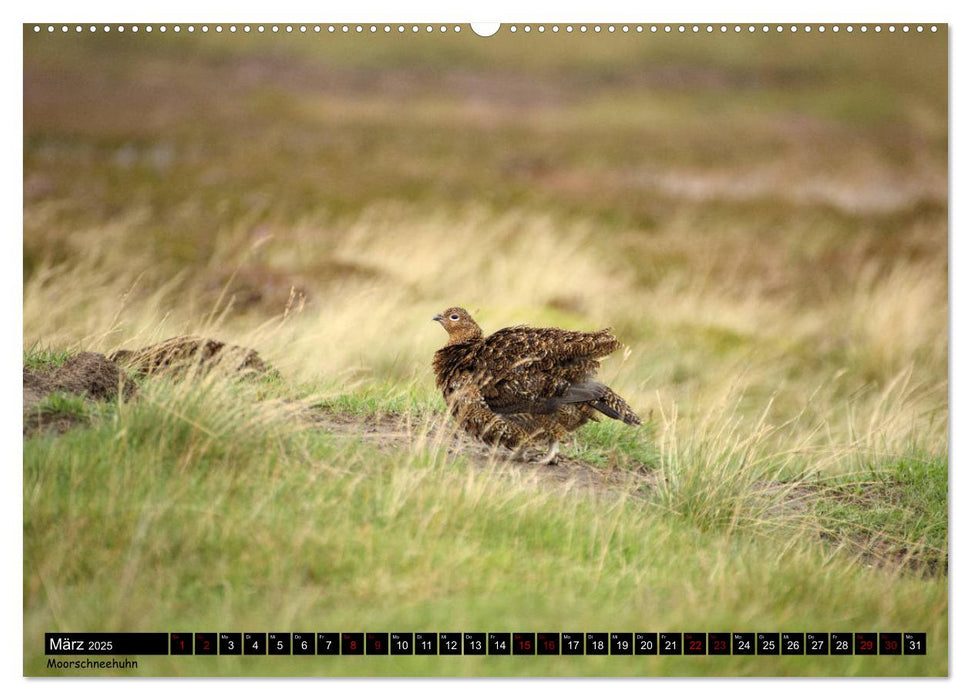 Traumhafte Yorkshire Dales (CALVENDO Premium Wandkalender 2025)