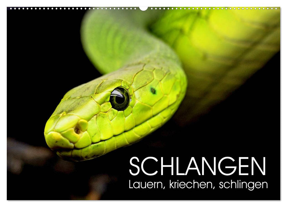 Schlangen. Lauern, kriechen, schlingen (CALVENDO Wandkalender 2025)