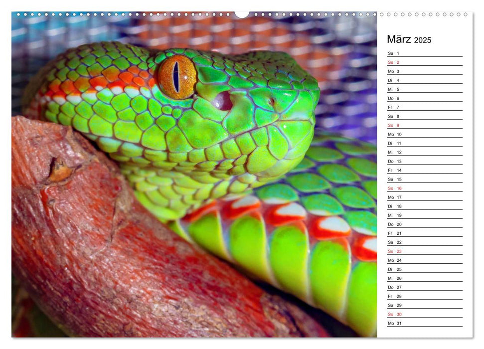 Schlangen. Lauern, kriechen, schlingen (CALVENDO Wandkalender 2025)