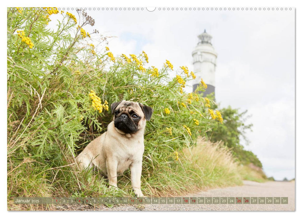 Sylt - Insel der Möpse (CALVENDO Premium Wandkalender 2025)