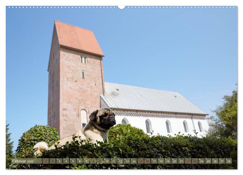 Sylt - Insel der Möpse (CALVENDO Premium Wandkalender 2025)