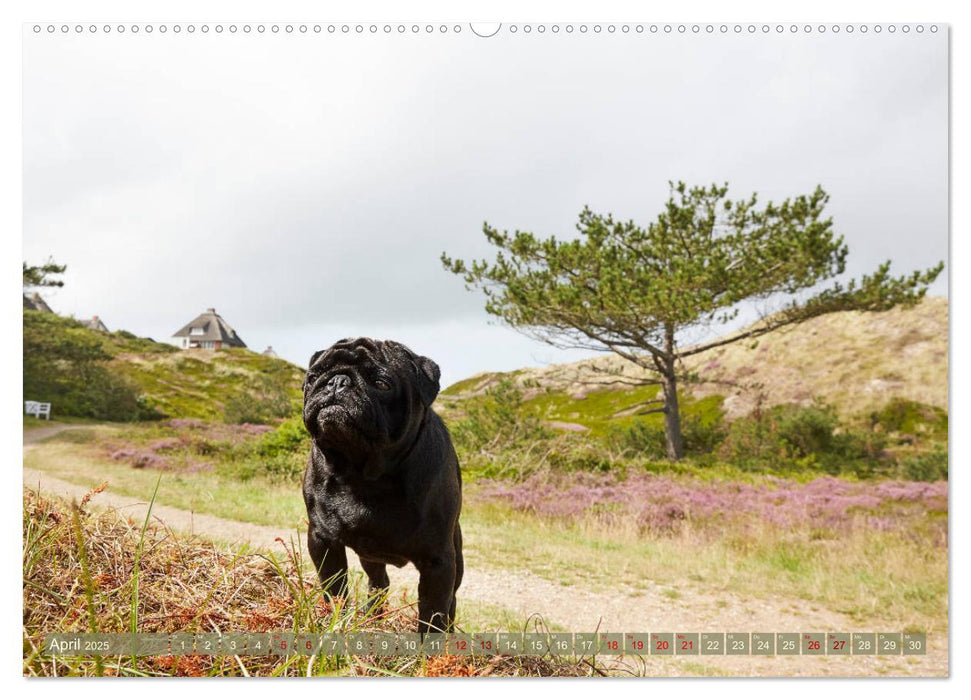 Sylt - Insel der Möpse (CALVENDO Premium Wandkalender 2025)