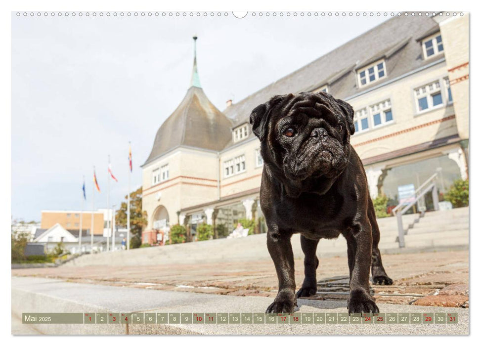 Sylt - Insel der Möpse (CALVENDO Premium Wandkalender 2025)