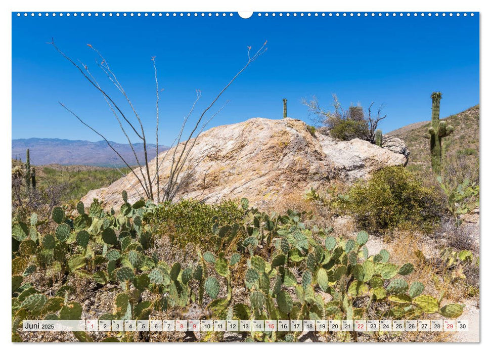 SAGUARO NATIONAL PARK Heimat des Saguaro-Kaktus (CALVENDO Premium Wandkalender 2025)