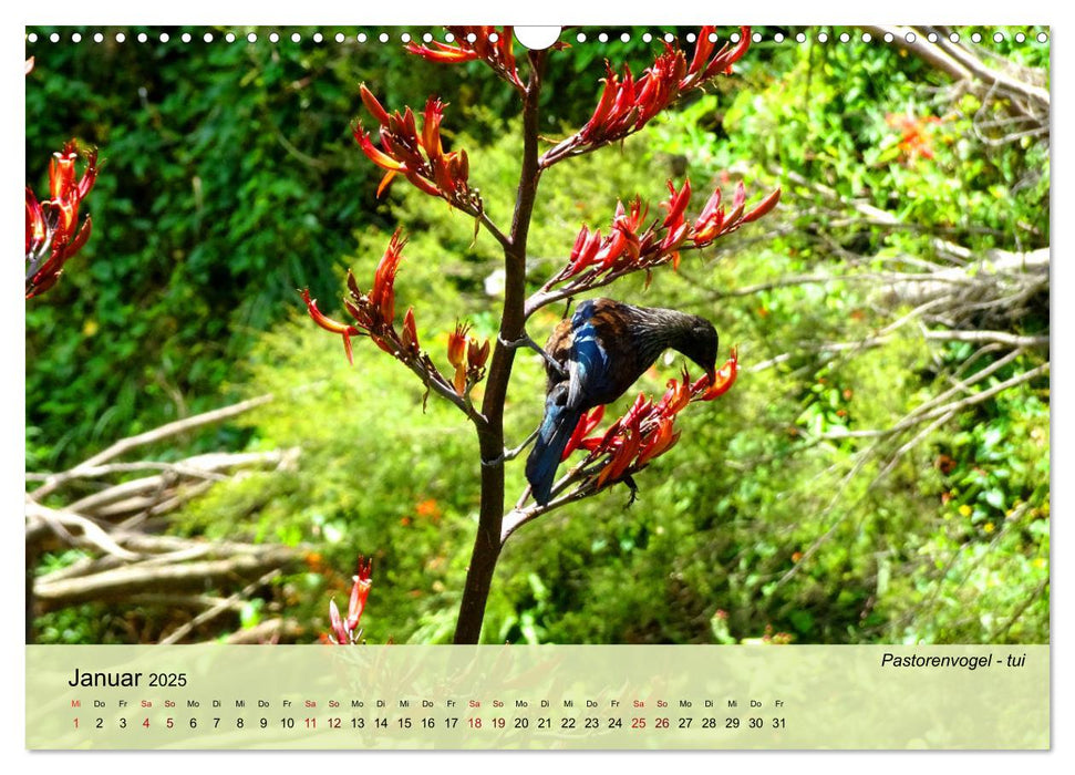 Neuseelands Vogelwelt (CALVENDO Wandkalender 2025)