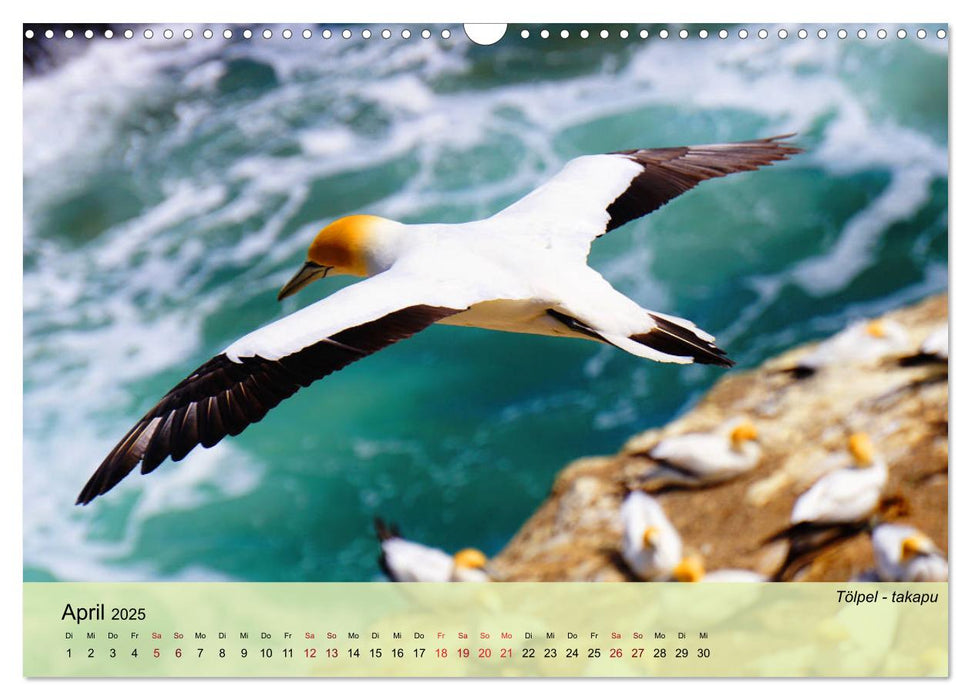 Neuseelands Vogelwelt (CALVENDO Wandkalender 2025)