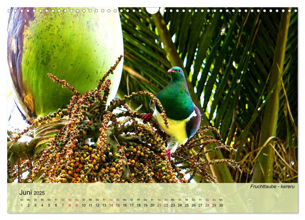 Neuseelands Vogelwelt (CALVENDO Wandkalender 2025)