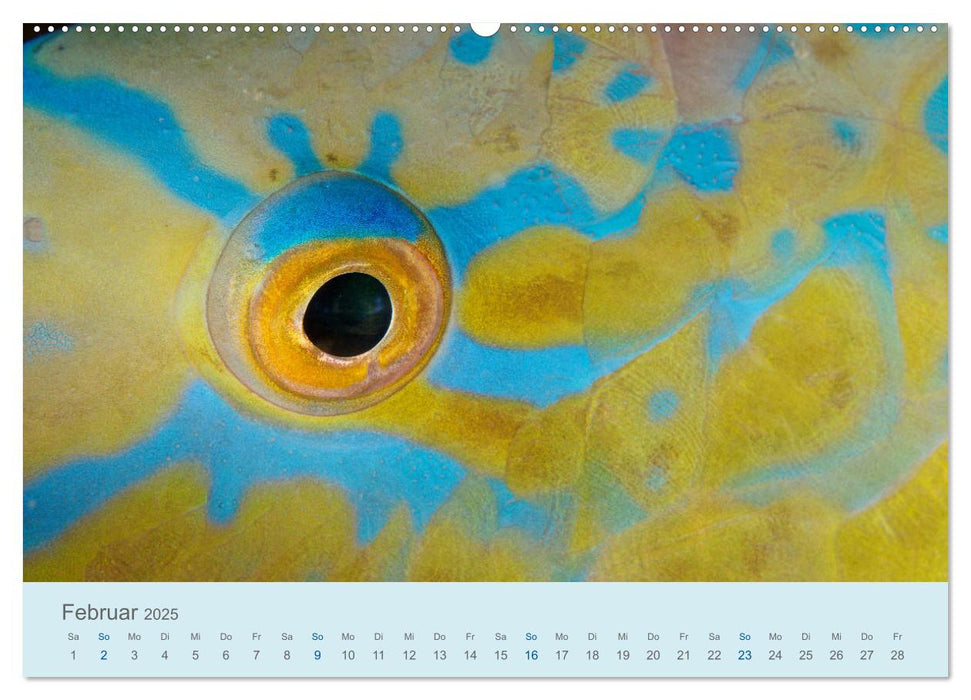 Abenteuer Unterwasser (CALVENDO Premium Wandkalender 2025)