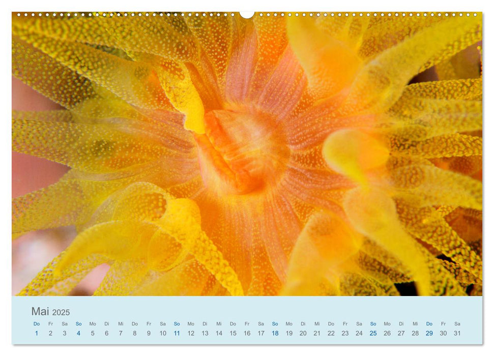 Abenteuer Unterwasser (CALVENDO Premium Wandkalender 2025)