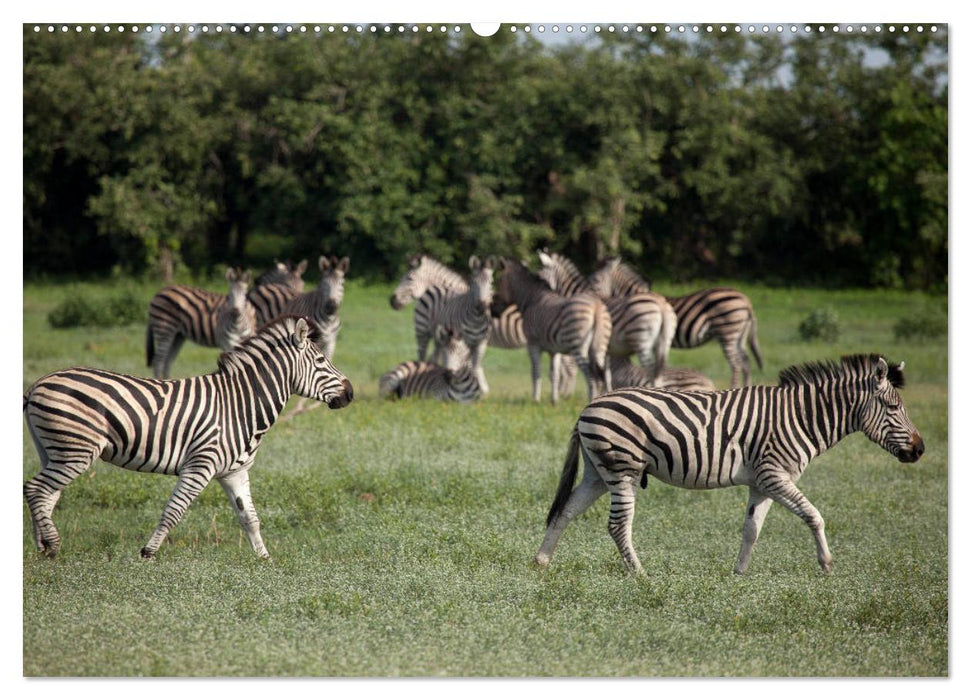 Traumreise durch Afrika (CALVENDO Premium Wandkalender 2025)