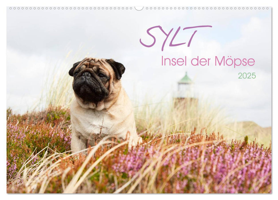 Sylt - Insel der Möpse (CALVENDO Wandkalender 2025)