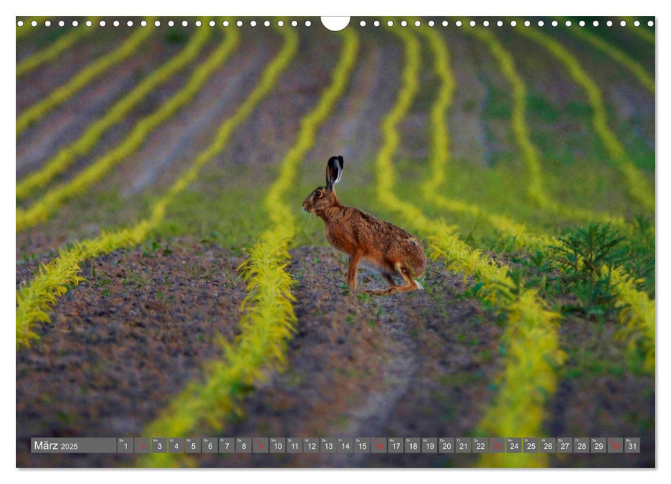 Zauberhafte Schwalm (CALVENDO Wandkalender 2025)