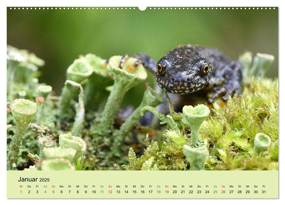 Feuersalamander und Co. (CALVENDO Premium Wandkalender 2025)