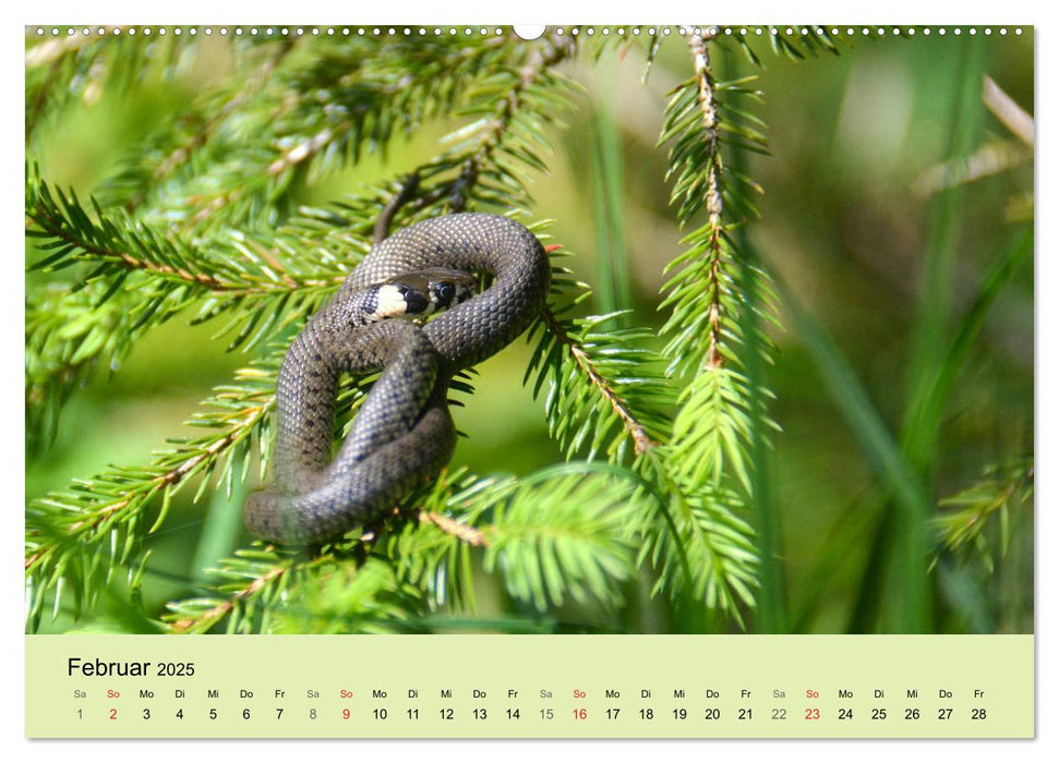 Feuersalamander und Co. (CALVENDO Premium Wandkalender 2025)