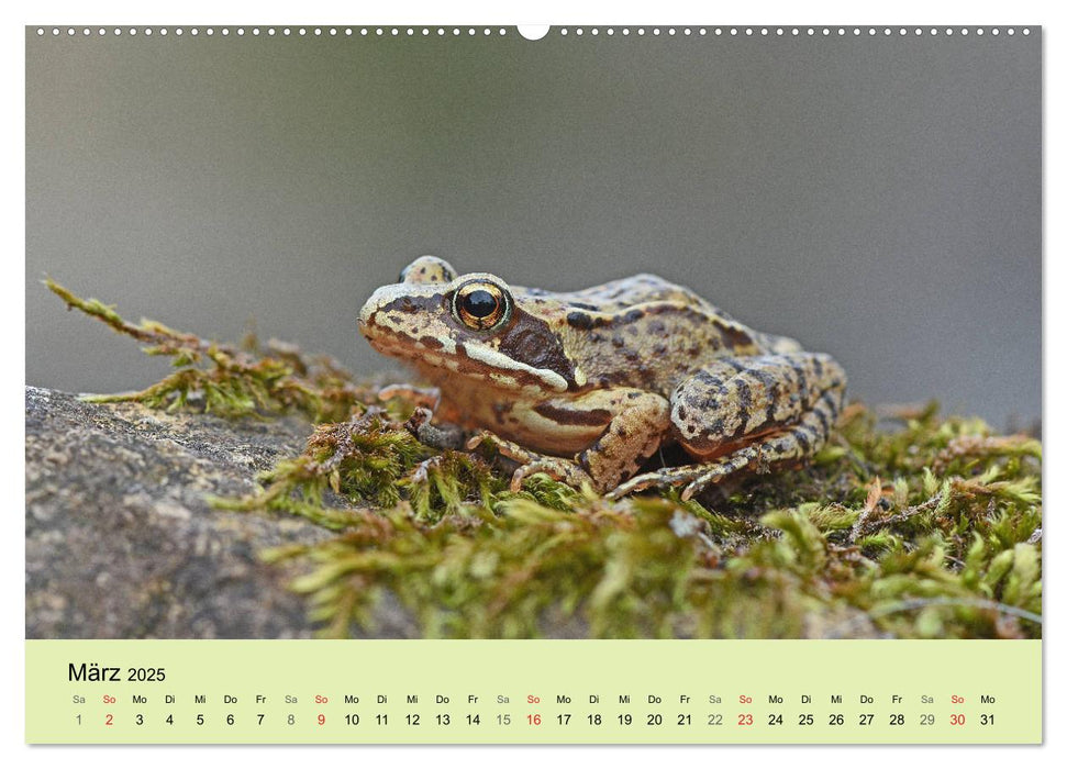 Feuersalamander und Co. (CALVENDO Premium Wandkalender 2025)