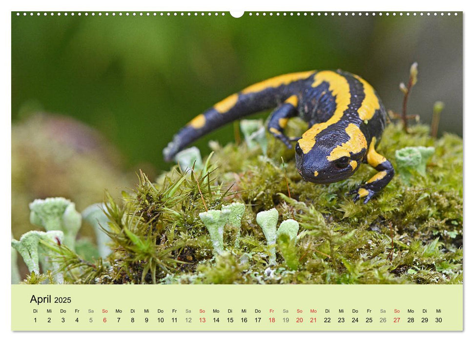 Feuersalamander und Co. (CALVENDO Premium Wandkalender 2025)